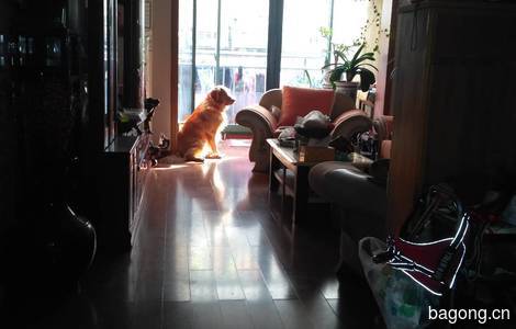 觅爱犬人0