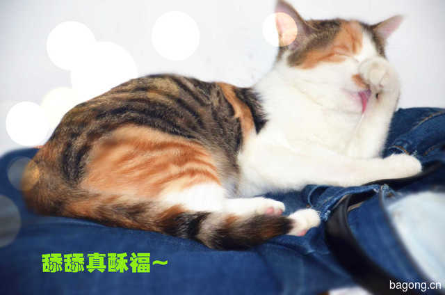 舔毛达猫