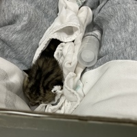 刚出生一两天幼猫！