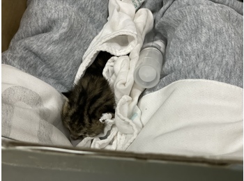刚出生一两天幼猫！