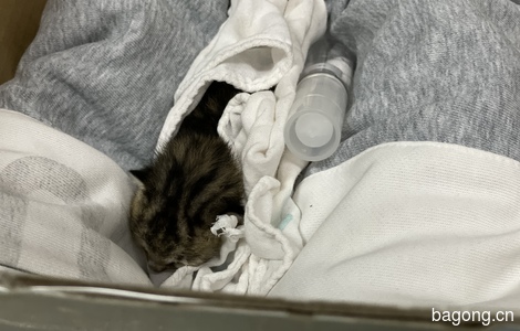 刚出生一两天幼猫！0