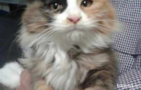 帮姜老师收养的流浪猫找领养啦！0