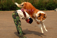 北京市俊鹏工作犬训练有限公司4