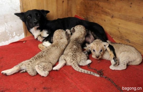 狗给三只小狮子当妈妈，伟大的母爱