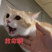 黄白小猫咪在线等领养