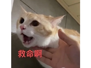 黄白小猫咪在线等领养