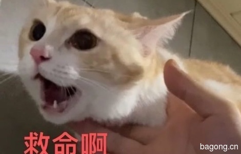 黄白小猫咪在线等领养0