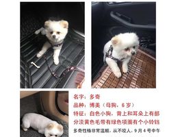 寻狗启示，名字；多奇，品种；博...