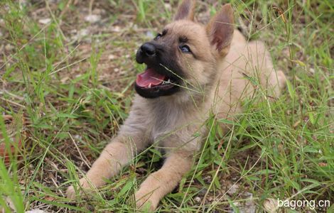 一窝马犬找主人1