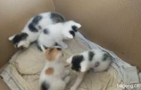 四只小家猫待领养2