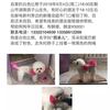 寻狗启示，自家的白色比熊于2018...