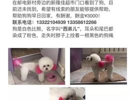 寻狗启示，自家的白色比熊于2018...