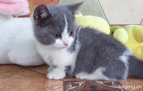 家养蓝猫蓝白曼基康矮脚猫宠物猫5
