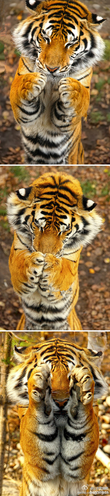 老虎也很可爱啊！