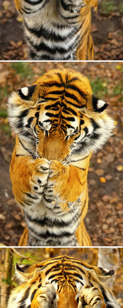 ：老虎也很可爱啊！