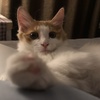 长毛橘猫，四个多月大，免费领养