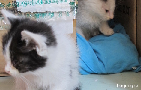 黑白小双奶猫求领养3
