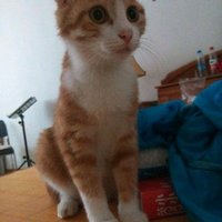 超萌小奶猫免费送
