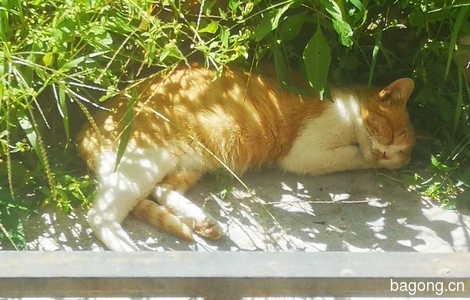 3.6斤大橘小母猫1