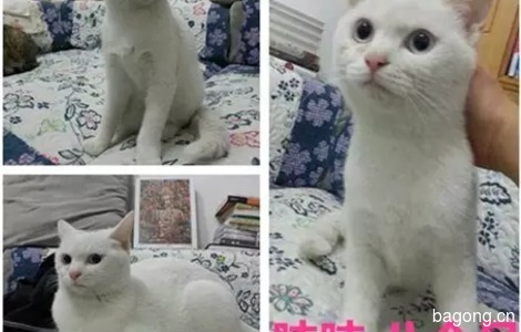 三只可爱猫咪等你抱走！急！联系方式见内页！1