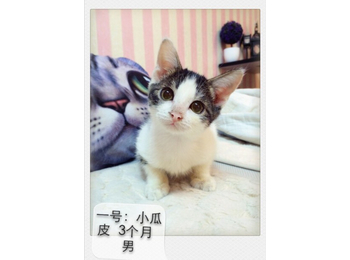 上海猫咪找领养啦。