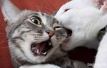 2015可爱猫图集9