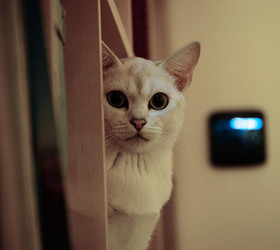 波米拉猫|博美拉猫