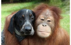和谐宠物界：猩猩VS猎犬 ,好朋友，好基友......
