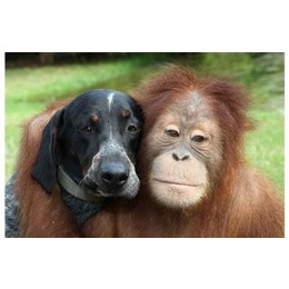 猩猩VS猎犬 ,好朋友，好基友......