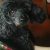 家中爱犬黑色贵宾狗“黑黑”于8...