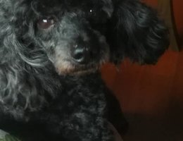 家中爱犬黑色贵宾狗“黑黑”于8...
