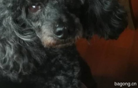 家中爱犬黑色贵宾狗“黑黑”于8...