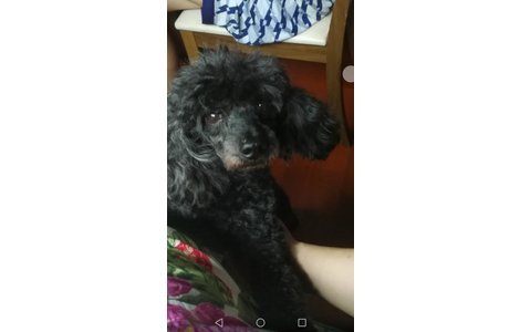 家中爱犬黑色贵宾狗“黑黑”于8...