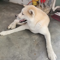 秋田犬求领养