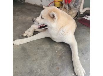 秋田犬求领养