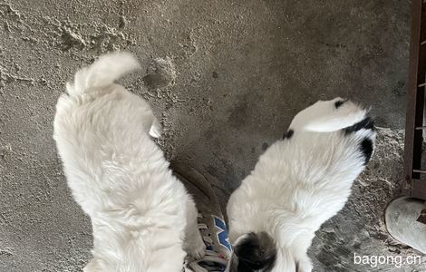 求抱走，限深圳地区，自家狗狗生了两只小狗，不邮寄7