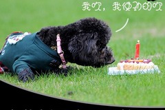 辛巴宠物摄影2