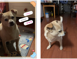 【寻犬】说明：养了8年的狗狗，...