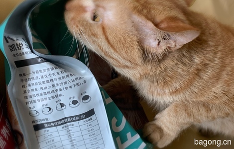 （仅限北京）一只橘猫DD需要找一个好人家1