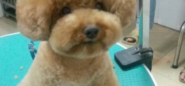 茉莉宠物乐园0