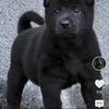 求购一只五黑犬