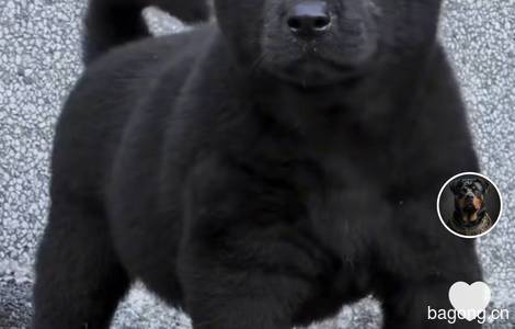 求购一只五黑犬0