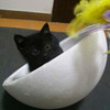圆滚滚的小黑猫，3个月大，求靠谱爹妈领养