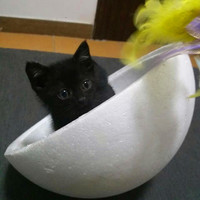 圆滚滚的小黑猫，3个月大，求靠谱爹妈领养