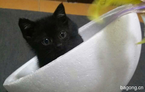 圆滚滚的小黑猫，3个月大，求靠谱爹妈领养0