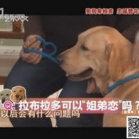 来宝犬业 封面小图