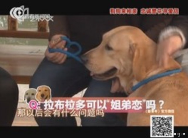 来宝犬业 封面大图