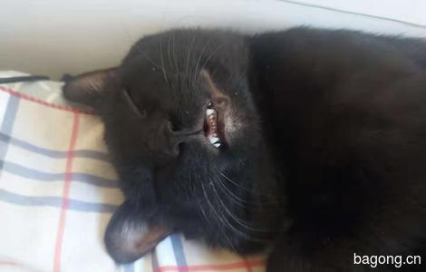 我有一只黑猫🐱 求领养5