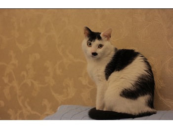 牛奶猫送养