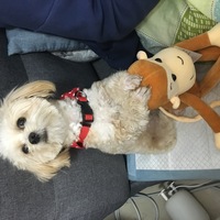 有一只贵宾，想找一个爱心人士领养